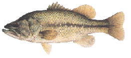 basslargemouth.gif (17663 bytes)