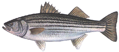 bassstriped.gif (37264 bytes)